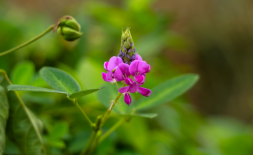 Desmodium : des propriétés et des bienfaits pour votre corps