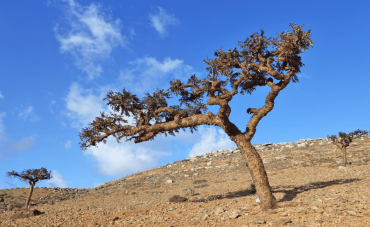 Les bienfaits du Boswellia sur les articulations